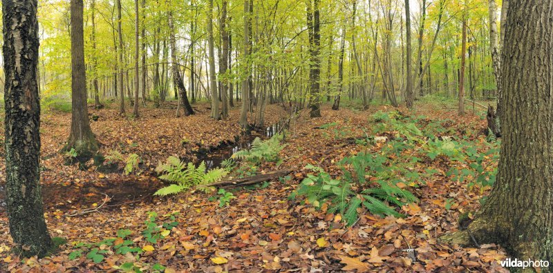 Driesbeek in het drongengoedbos