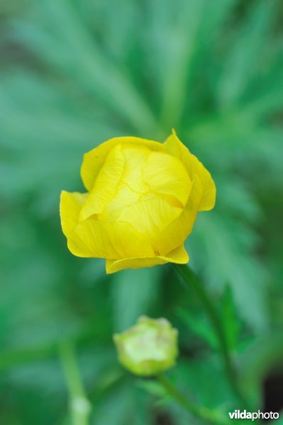Trollius