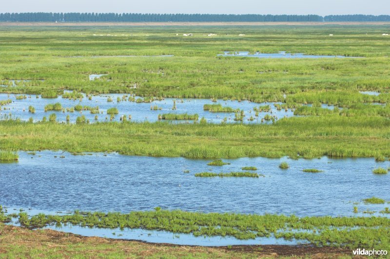 Natuurreservaat Het Verdronken Land van Saeftinghe