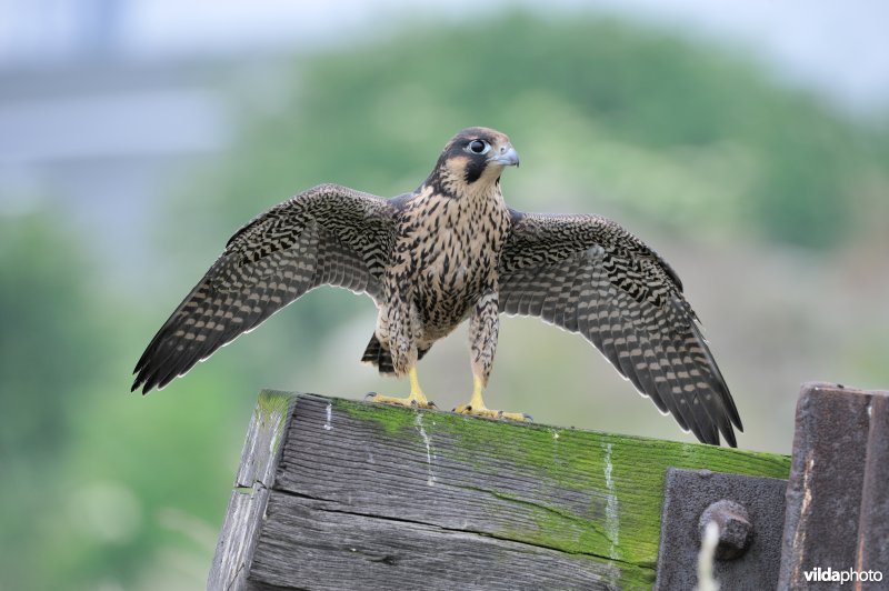 Jonge slechtvalk in een industrieterrein