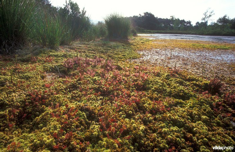 Zonnedauw en Veenmos in de Teut
