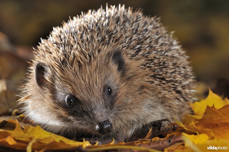 Jonge egel