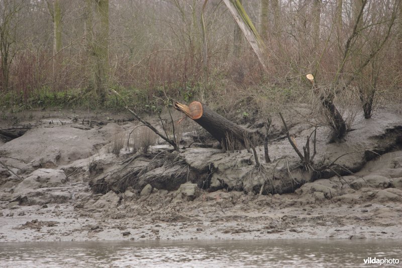 Erosie op Scheldeoevers