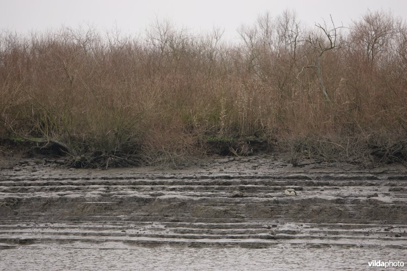 Erosie op Scheldeoevers