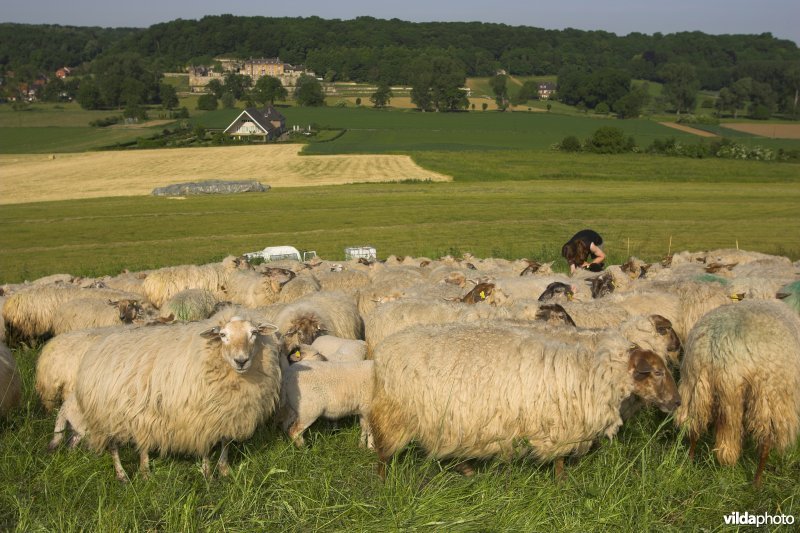 Mergellandschapen