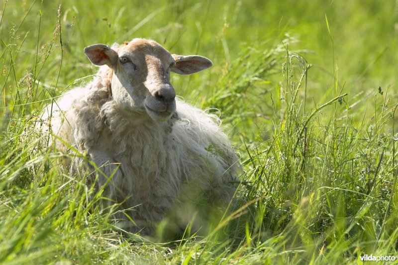 Mergellandschapen