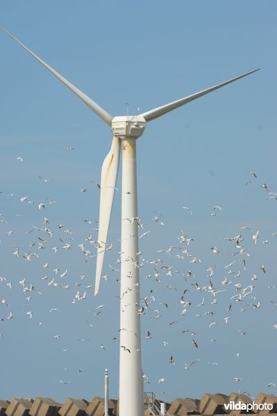 Sternen tussen windmolens