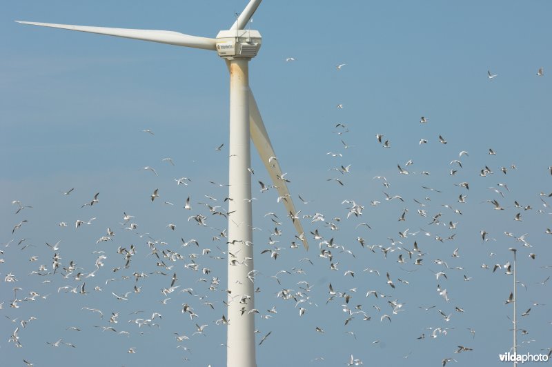 Sternen tussen windmolens