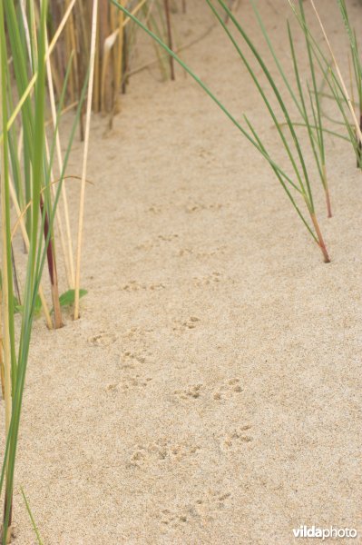 Muizensporen in het zand