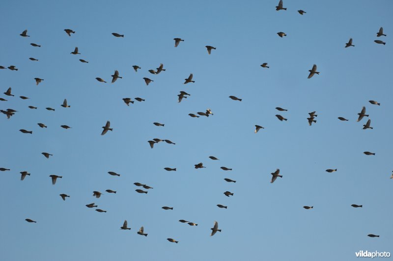 Huismussen in vlucht