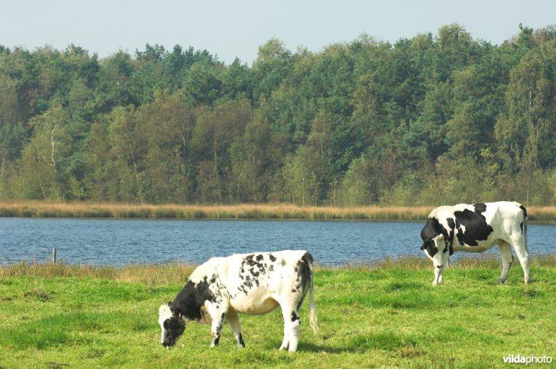 Ven in de Grote Klotteraard