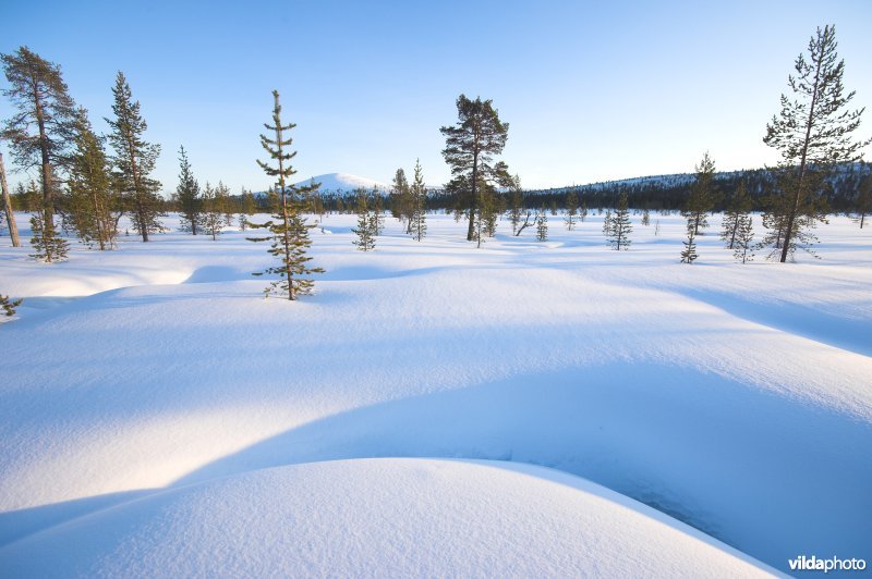 Sneeuwlandschap Urho Kekkonen vallei