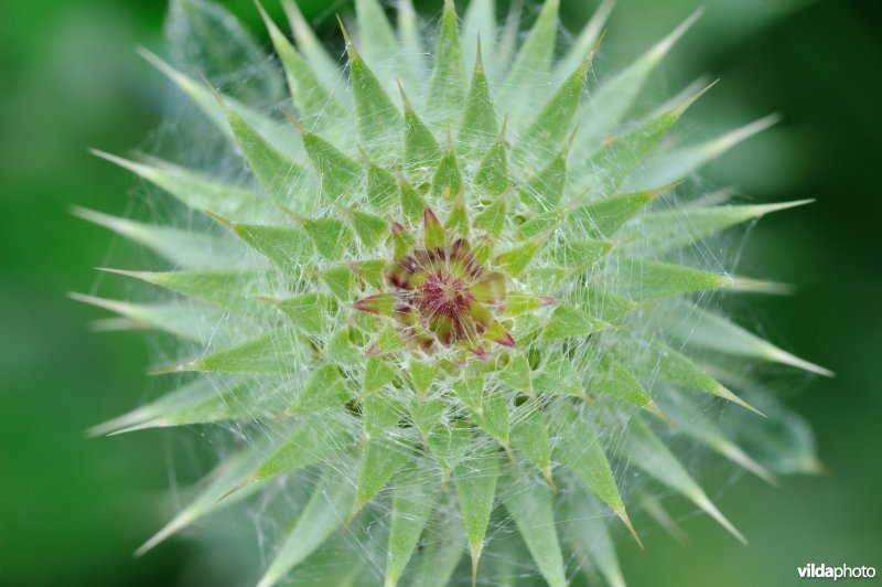 Knikkende distel