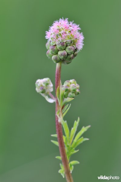 Bloeiende Kleine pimpernel