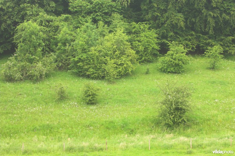 Natuurlijke bosrand in wording