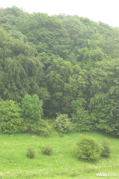 Natuurlijke bosrand in wording