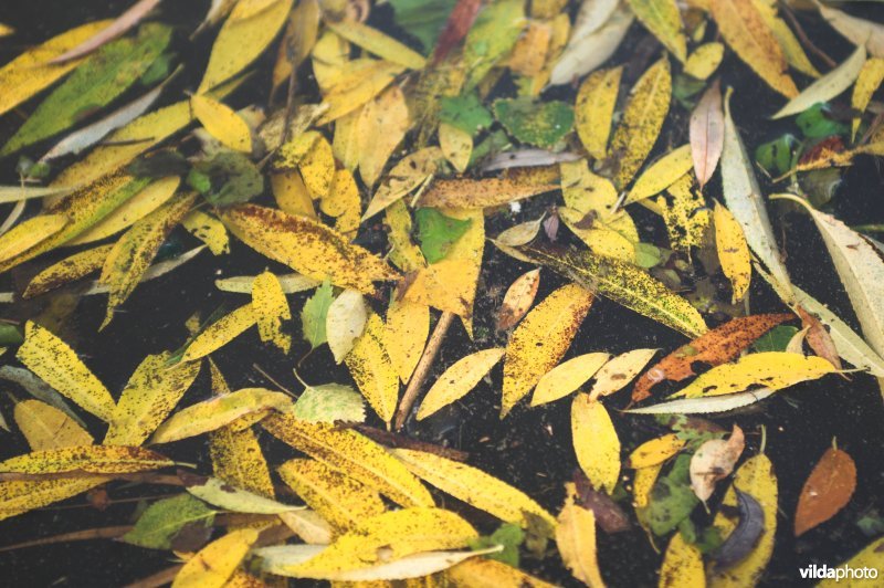 Wilgenblaadjes op het water