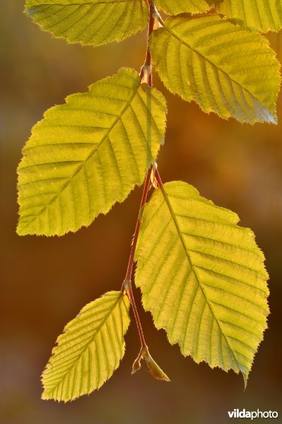 Haagbeuk in avondlicht