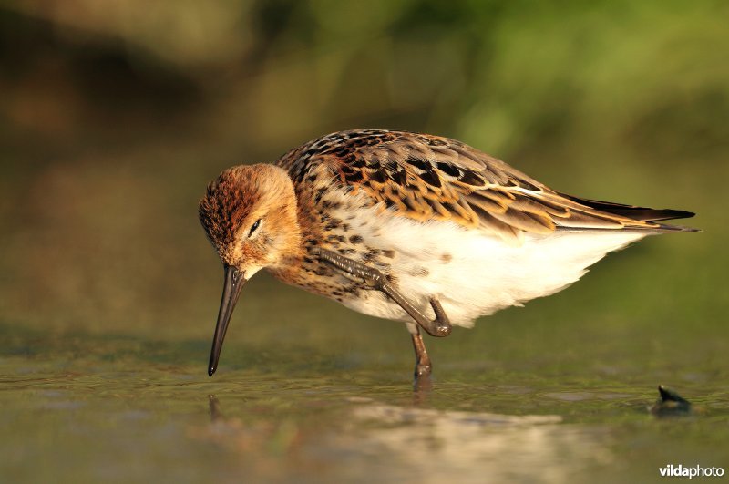 Bonte strandloper