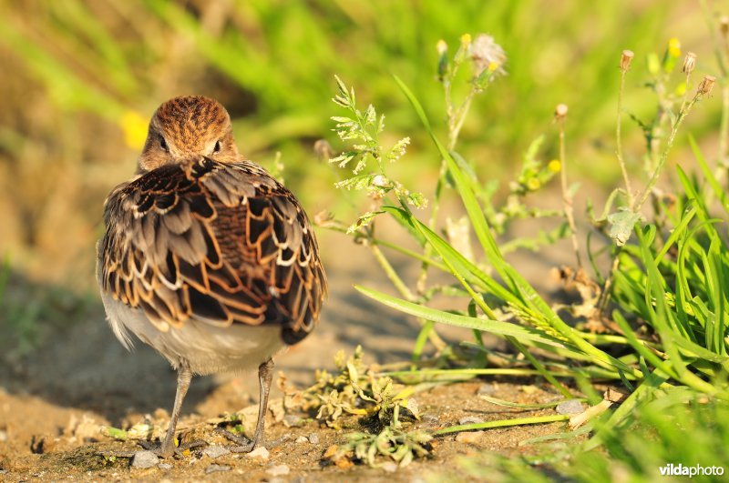 Bonte strandloper