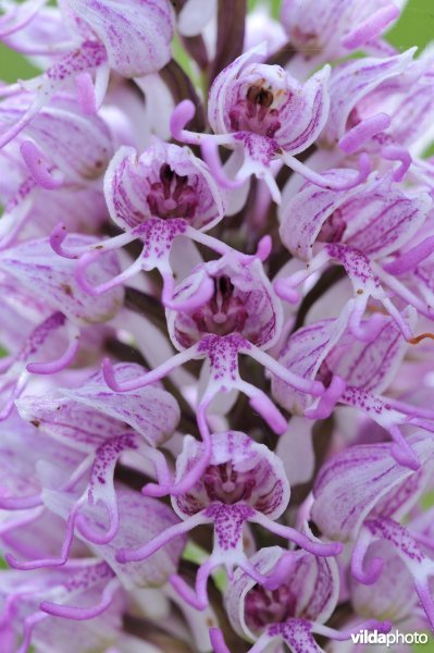 Aapjesorchis
