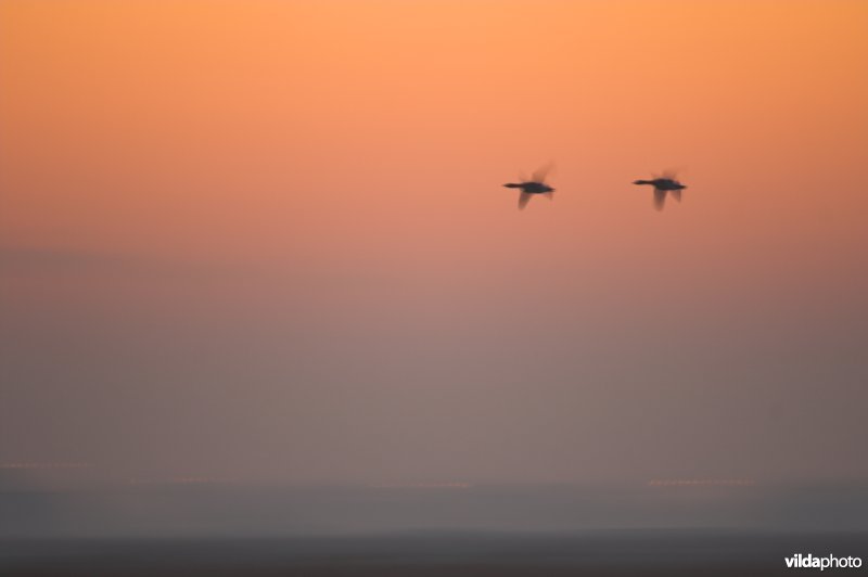 Ganzen in de Uitkerkse polders