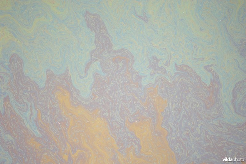 Olielozing in de Leie