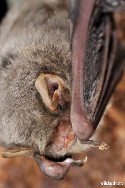 Schreiber's vleermuis