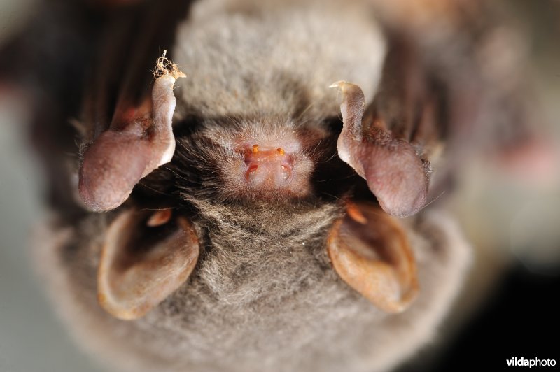 Schreiber's vleermuis