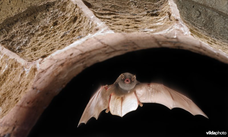 Schreiber's vleermuis