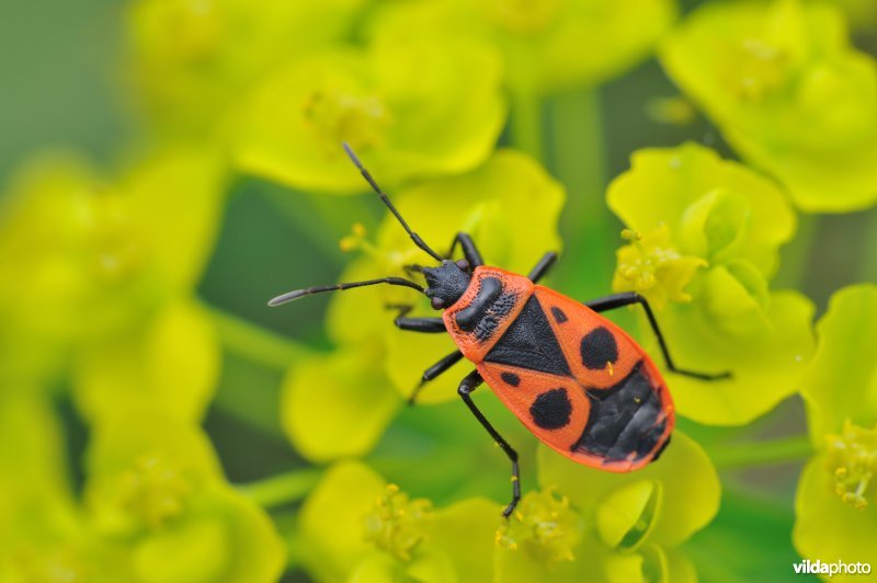 Vuurwants op wolfsmelk