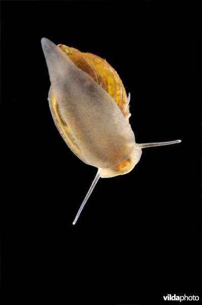 Waterslakje (bronslak ?)