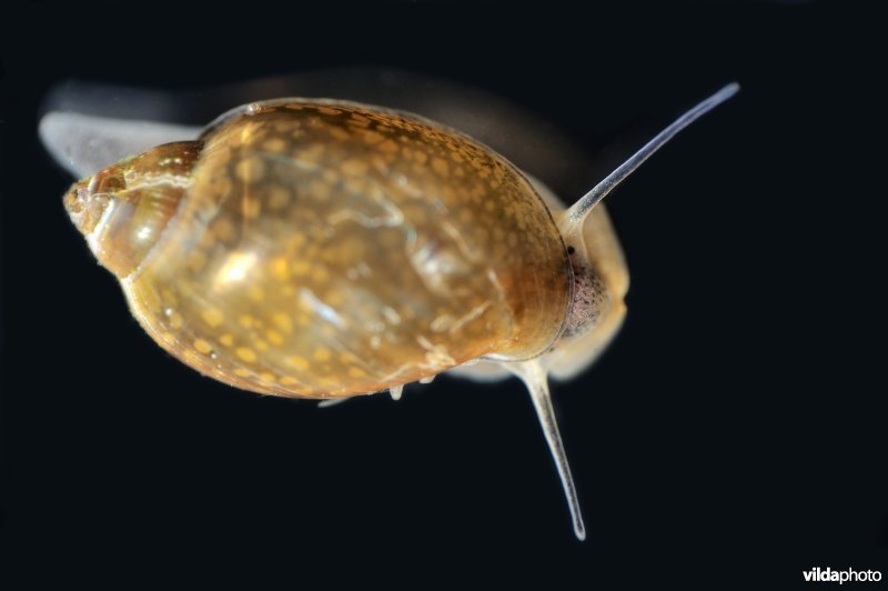 Waterslakje (bronslak ?)