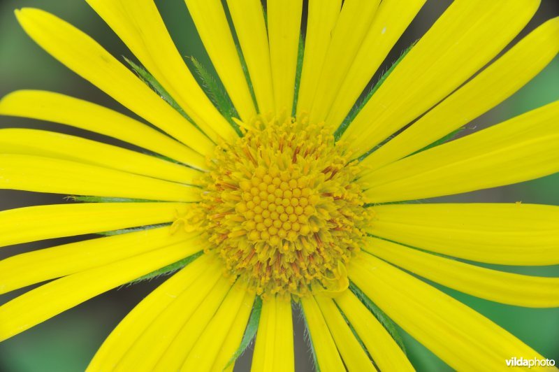 Hartbladzonnebloem