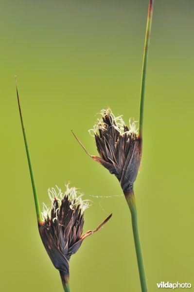 Zwarte knopbies
