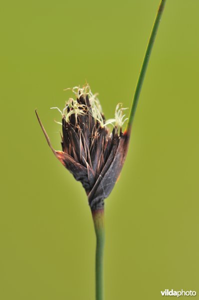Zwarte knopbies
