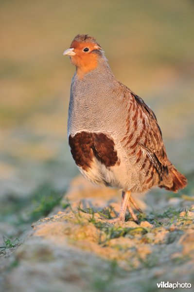 Mannetje patrijs