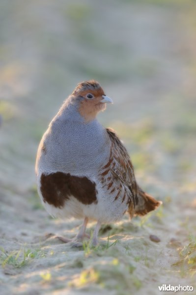 Mannetje patrijs