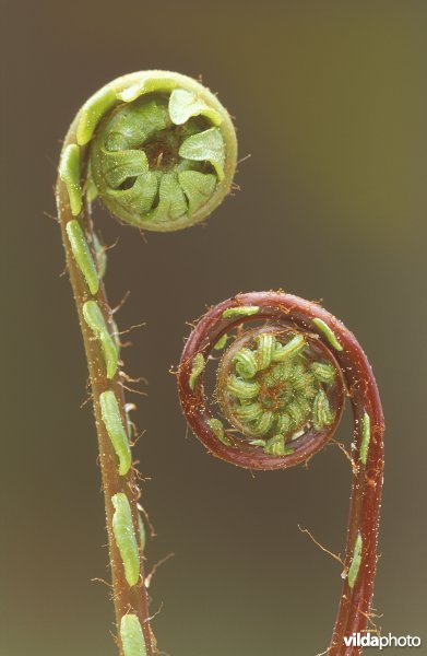 Jonge dubbelloofblaadjes