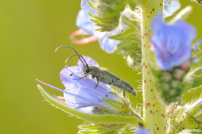 Boktor op Slangenkruid