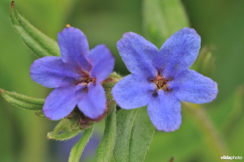 Blauw parelzaad