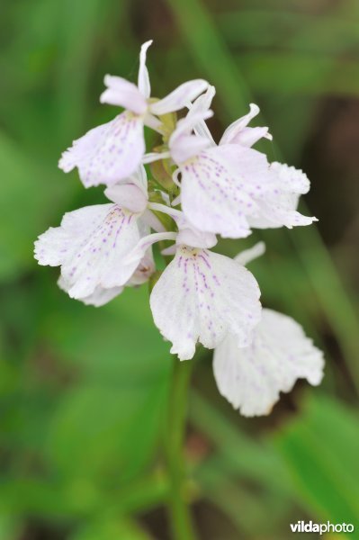 Veenorchis