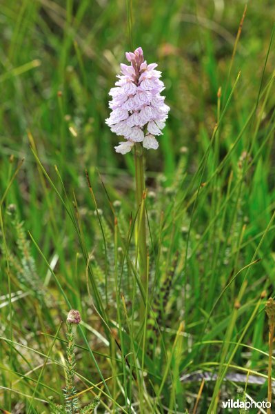 Veenorchis