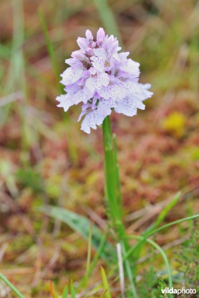 Veenorchis