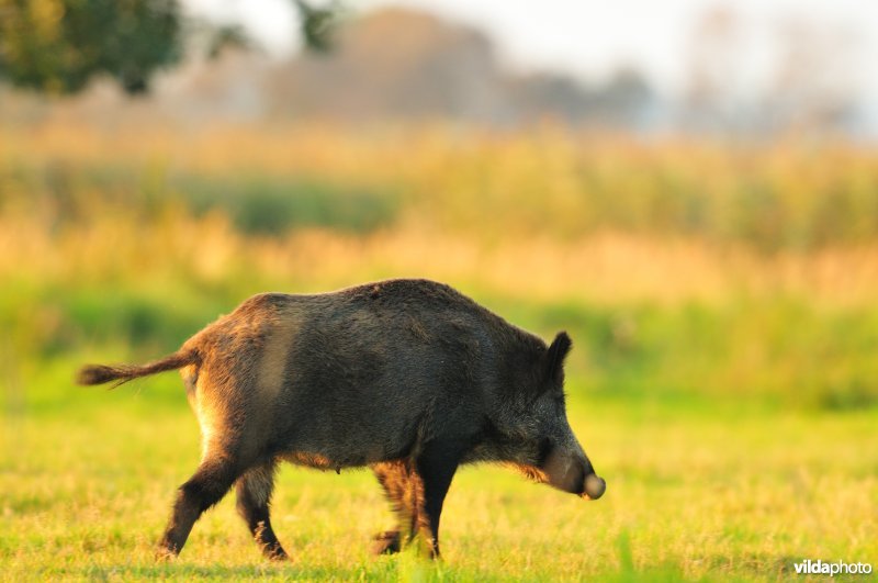 Wespurtend Everzwijn