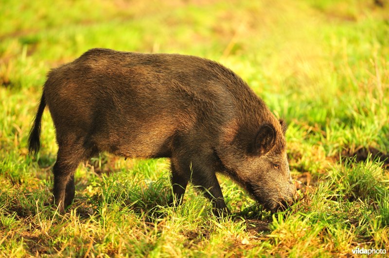 Fouragerend everzwijn