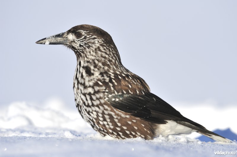 Notenkraker in de sneeuw