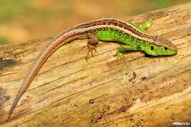Zandhagedis