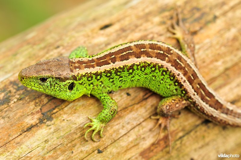 Zandhagedis