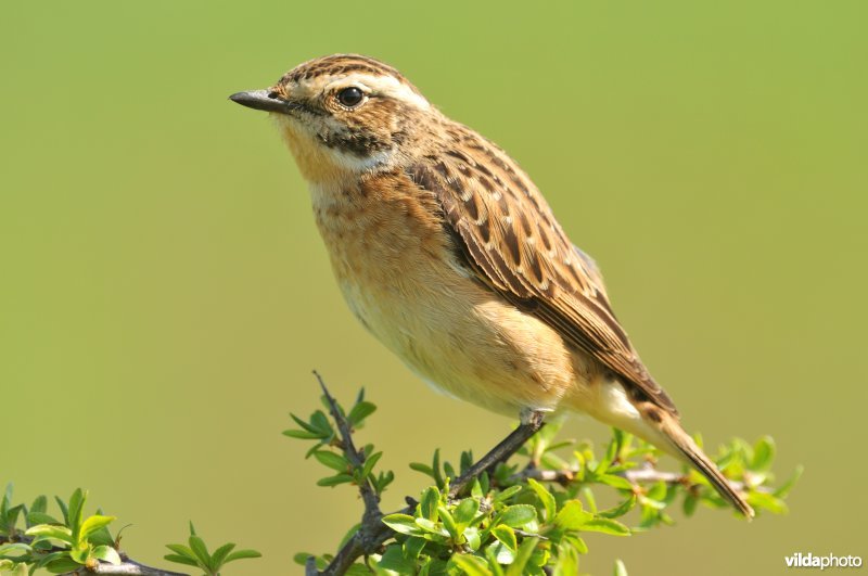Paapje op Sleedoorn